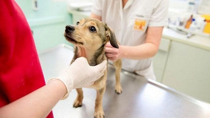 Fotos de la campaña de atención veterinaria