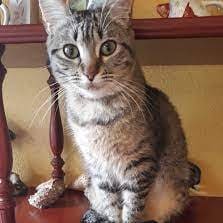 Foto gata en adopcion