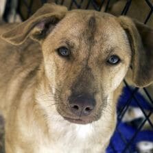Foto perro en adopcion